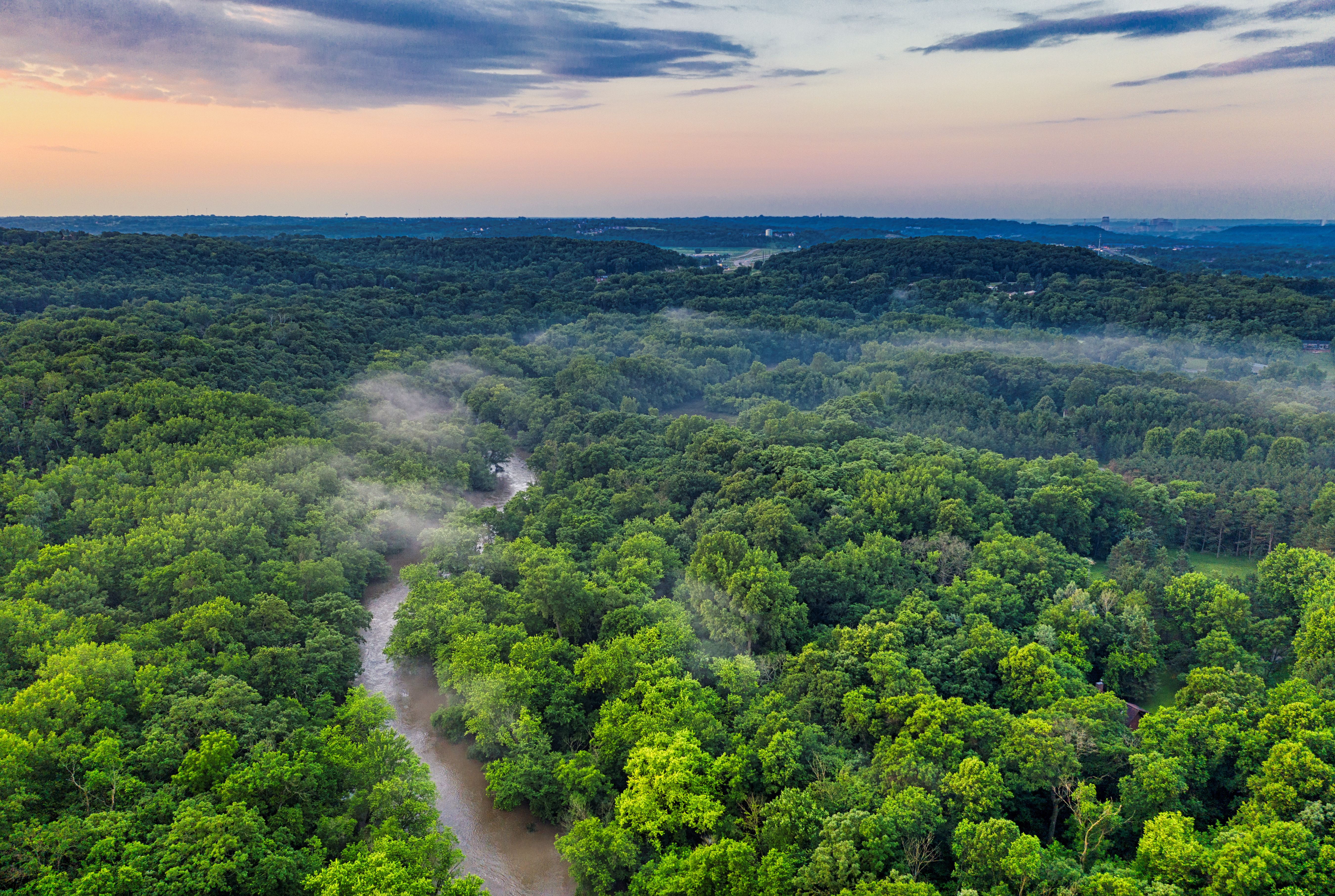Aerial view of a forest canopy