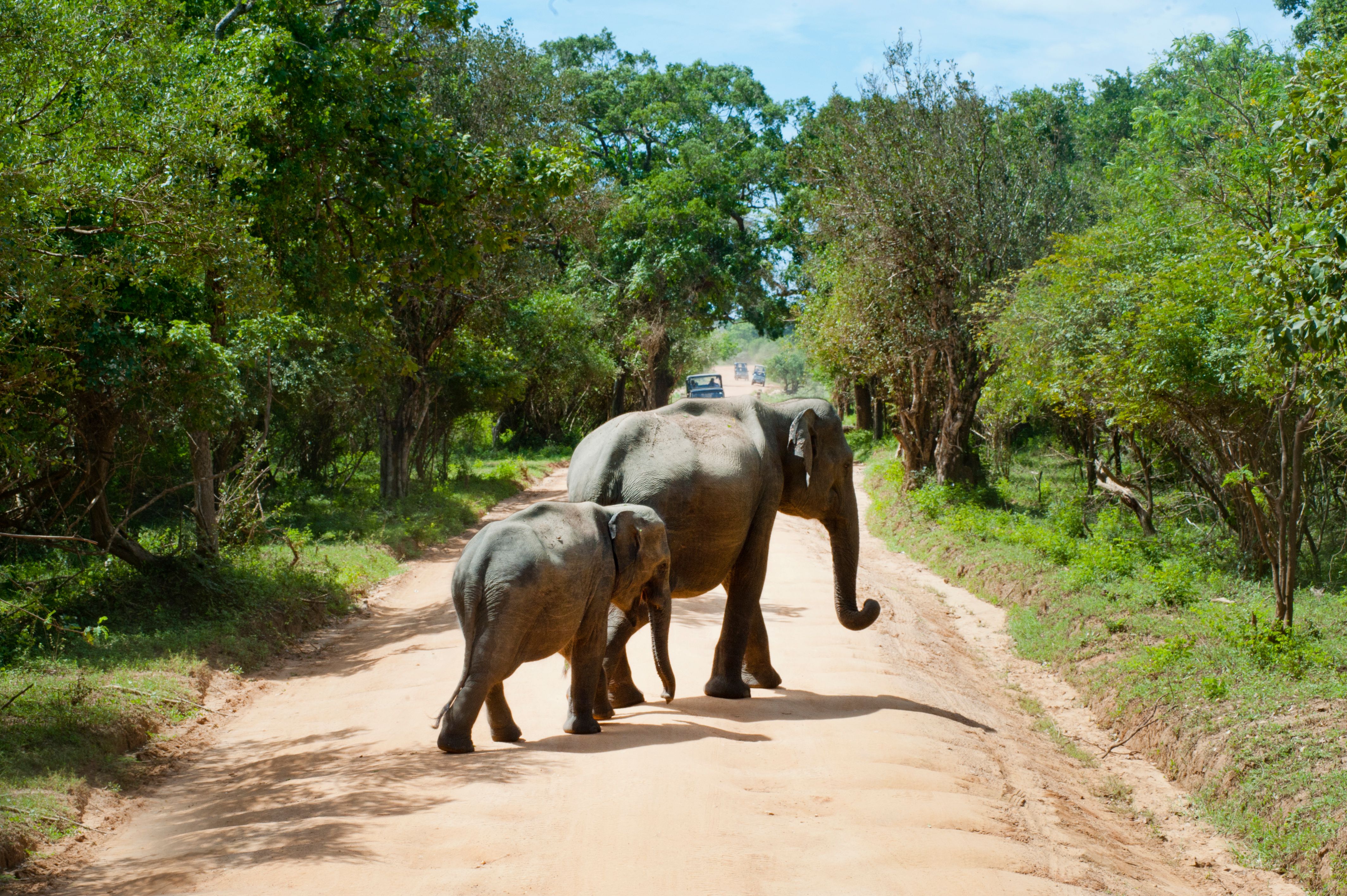 Elephants crossing a road