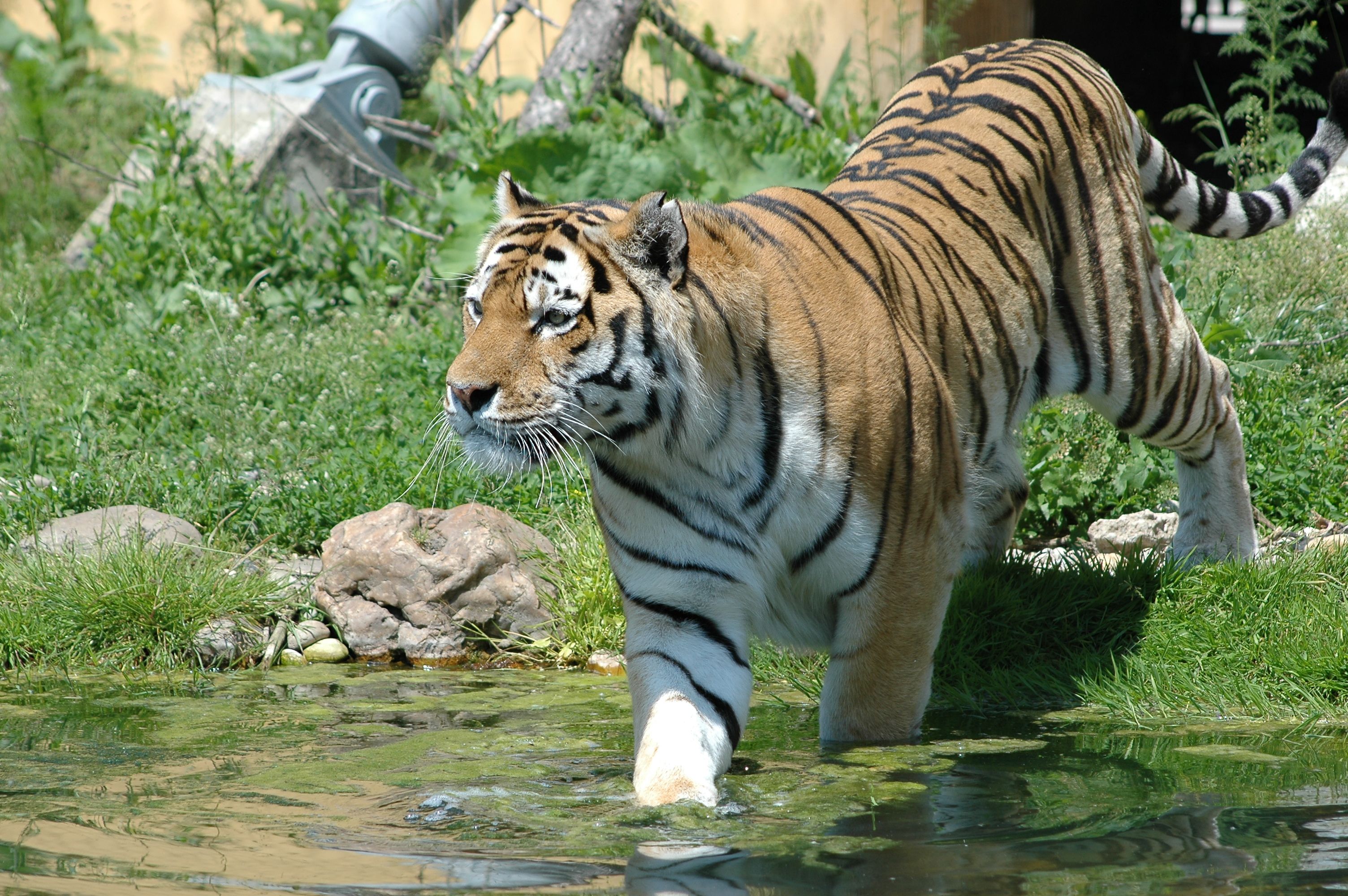 A tiger wading into the water