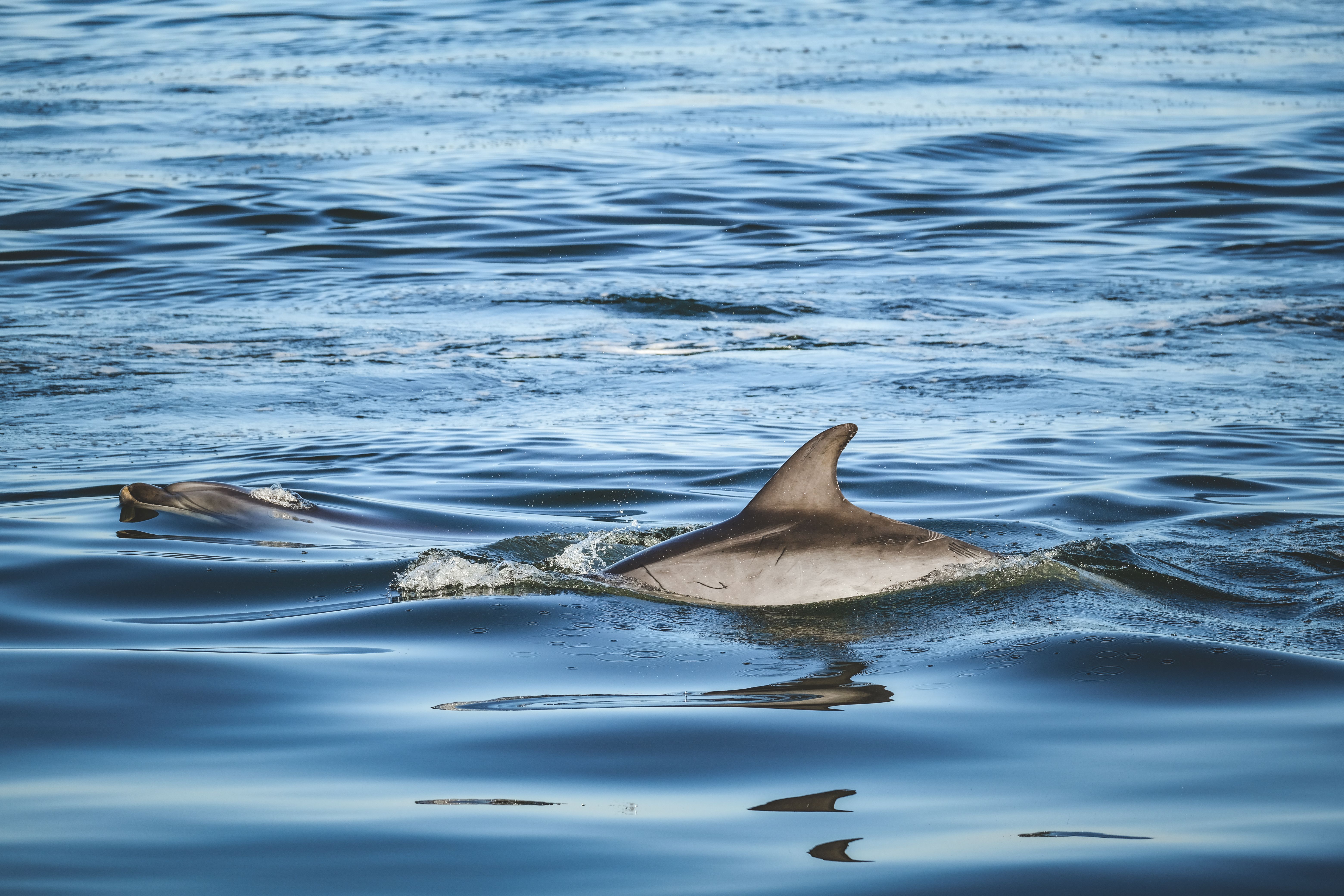 Two dolphins swimming at the surface of calm water